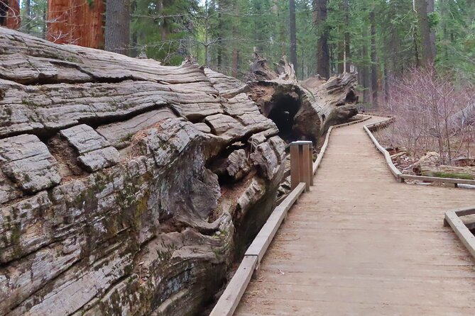 A Highway 49 Drive: A Self-Guided Audio Tour from Angels Camp to Jamestown - Calaveras Big Trees State Park: Sierra Redwood wonder