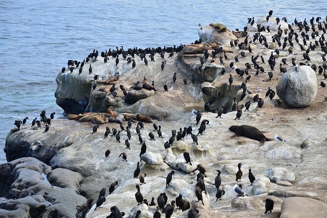 A Seaside Stroll: La Jolla's Hidden Treasures Self-Guided Tour - Value for money: what $9.99 really buys you