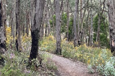 Adelaide Hills Nature Highlights Self-Guided e-Bike Tour - The bikes: step-frames, phone mount, and the gear that makes the day smoother