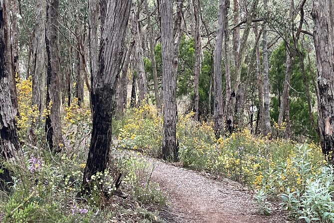 Adelaide Hills Nature Highlights Self-Guided e-Bike Tour - The bikes: step-frames, phone mount, and the gear that makes the day smoother
