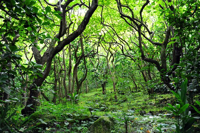Big Island North Island Jungle Adventure - Self-Guided Audio Tour - Price and value: $15.99 per group, plus a few ticket add-ons