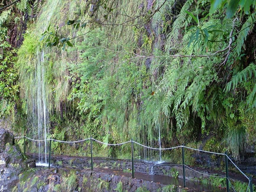 Caldeirão Verde: Queimadas PR9 Transfer and Self-Guided Hike - What makes this hike special: the forest details