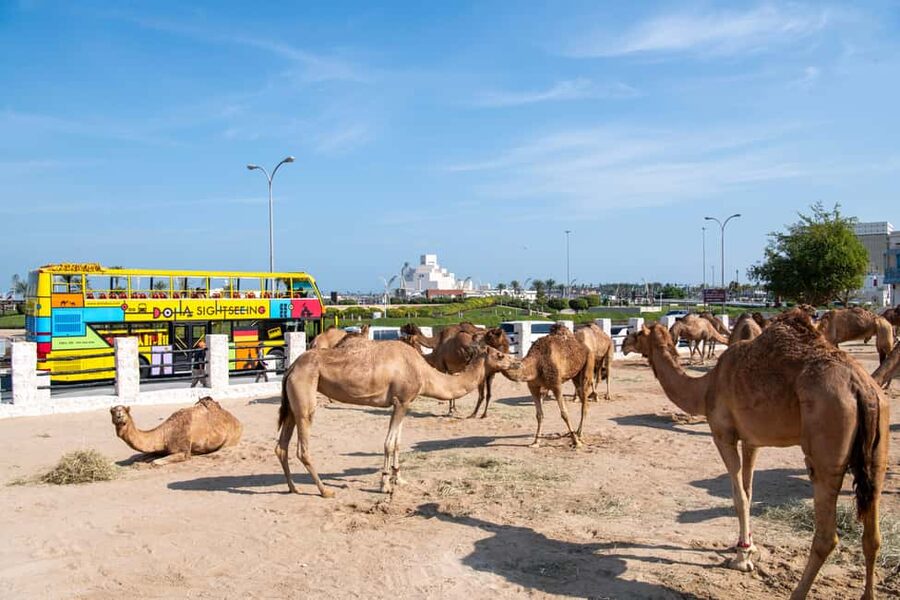 Doha: 24-Hour Hop-On Hop-Off Bus Ticket with Audio Guide - Where you can actually board: kiosks, bus stops, and minimizing hassle