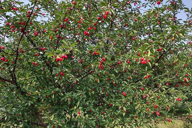 Door County’s Northern Peninsula: A Self-Guided Drive - Peninsula State Park: forest trails, shoreline views, and the historic lighthouse