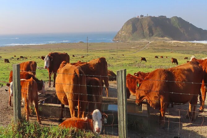 Driving the California Coast: A Self-Guided Audio Tour - Using the VoiceMap app: offline, GPS, and the stop/resume bonus