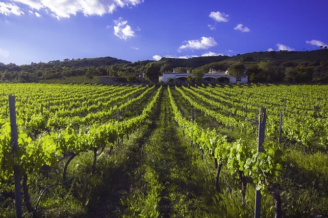 e-Bike (Self-Guided) & Winery tour - 20km Easy - Best day fit: who this tour suits best in Malaga and Ronda