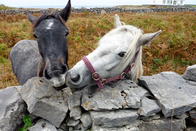 Electric biking on Inishmore island. Aran island. Self-guided. Full day. - Rain, gear, and the real timing of your return ferry