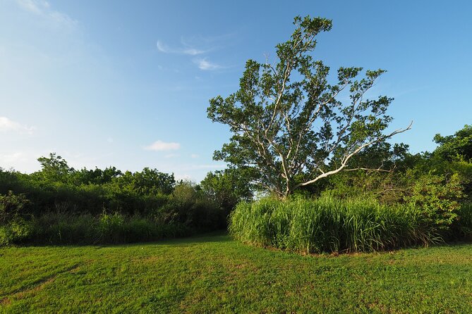 Everglades National Park: Self Guided Driving Audio Tour - Gumbo Limbo, West Lake, and Eco Pond: Easy Trails and Water-Edge Wildlife