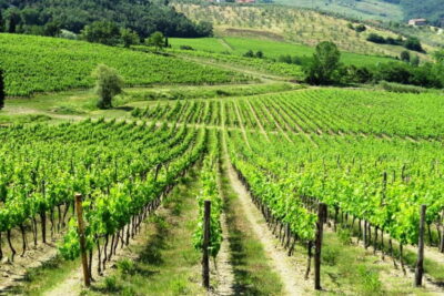 From Florence: Chianti Self-Guided Vespa Tour with Lunch - The App-Guided Route Through Chianti Hills