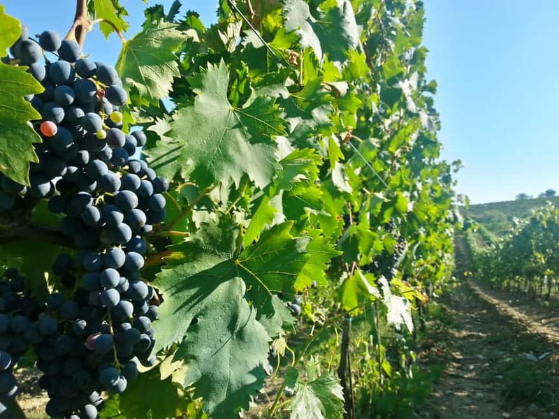 From Florence: Chianti Self-Guided Vespa Tour with Lunch - Who this Chianti electric Vespa tour is best for
