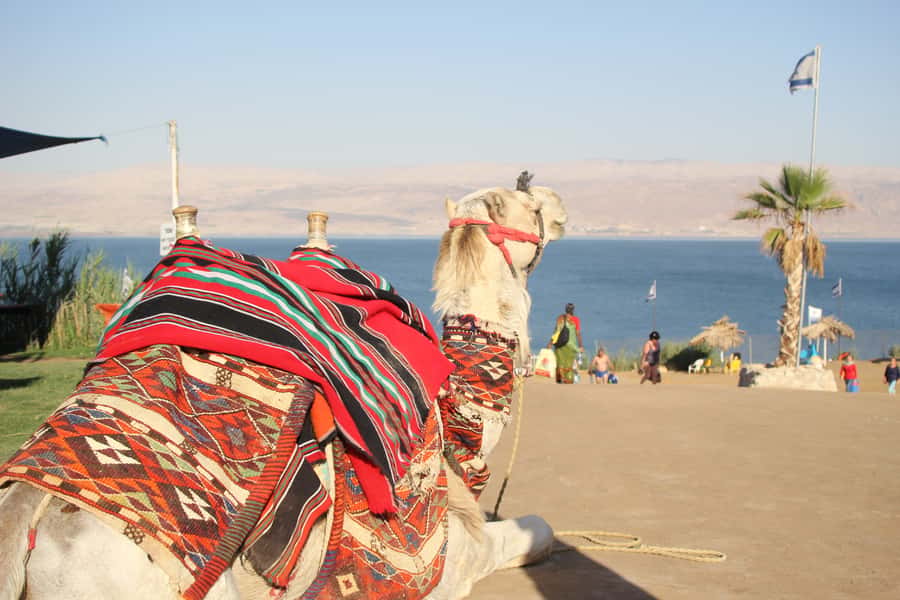 From Tel Aviv: Dead Sea Self-Guided Chill-Out Day Trip - Dead Sea in One Day: What the 7-Hour Chill-Out Really Means
