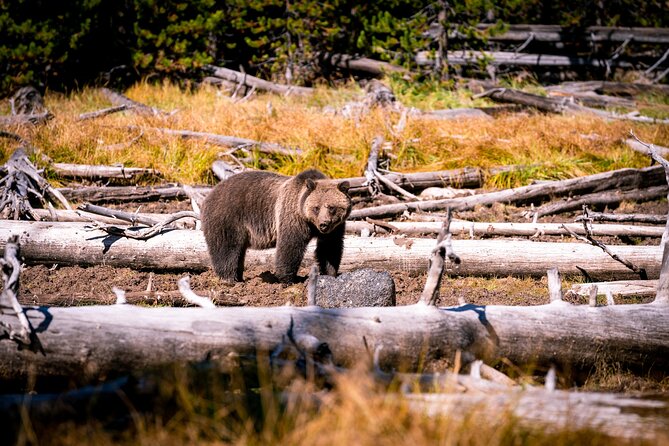 Grand Teton and Yellowstone Self-Guided Driving Tours Bundle - Yellowstone loop essentials: West Thumb to Old Faithful and Grand Prismatic