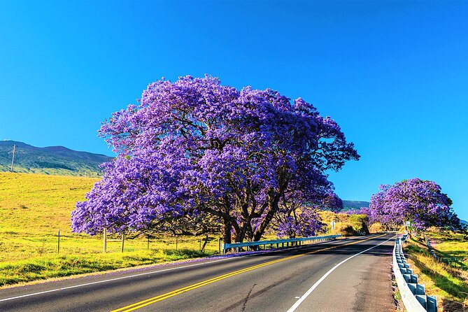 Haleakala Express Self-Guided Bike Tour with Bike Maui - Entering Haleakala Express: what makes this day special