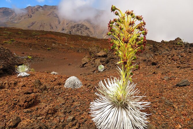 Haleakala Summit Best Self-Guided Bike Tour with Bike Maui - Stop 1: Haleakala crater time with interpretive context