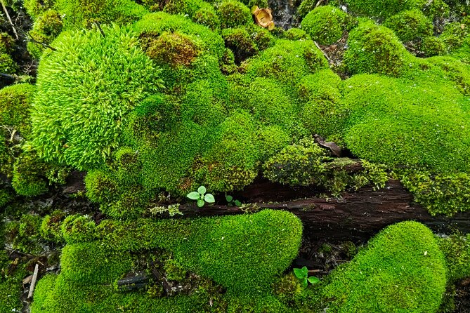 Hot Springs NP Self Guided Driving and Walking Audio Tour - Key highlights to plan your day