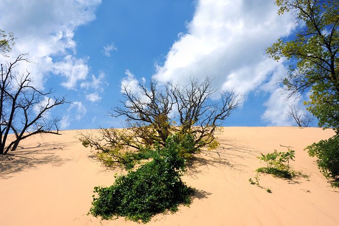 Indiana Dunes National Park Self-Guided Audio Tour - Great Marsh, Lake View, and river trails: birding without needing a wildlife degree
