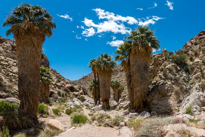 Joshua Tree National Park Self-Guided Audio Tour - Building an efficient one-day route from the south
