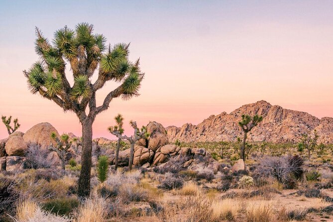 Joshua Tree National Park Self-Guided Driving Audio Tour - Key points you’ll care about before you go