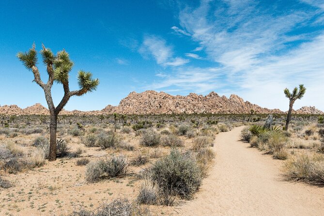 Joshua Tree National Park Self-Guided Driving Audio Tour - Willow Hole: an oasis you will not trust until you see it