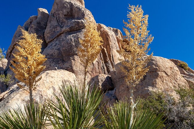 Joshua Tree's Hidden Valley Self-Guided Walking Tour - Key things to know before you go