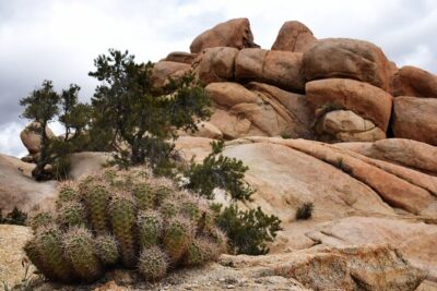 Joshua Tree's Hidden Valley Self-Guided Walking Tour - Walking the 0.92-mile Hidden Valley route in about 1–2 hours