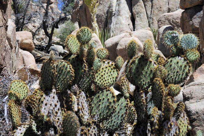 Joshua Tree's Hidden Valley Self-Guided Walking Tour - Price and value: is $9.99 worth it?