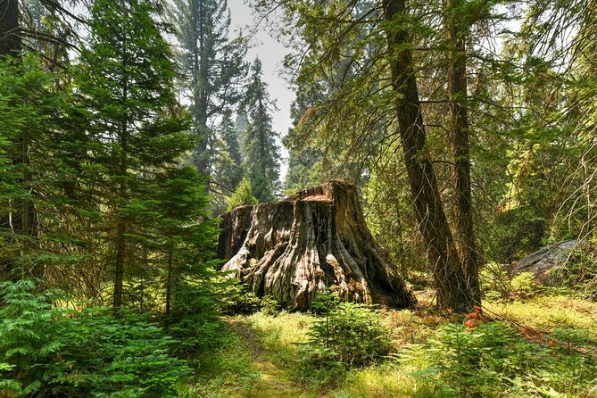 Kings Canyon National Park Self-Guided Audio Tour - Timing, food, and practical pacing for a 6–7 hour drive