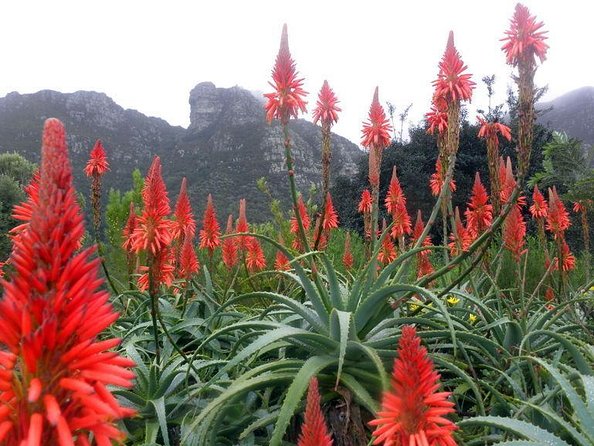 Kirstenbosch National Botanical Gardens: A Self-guided Audio Tour - Quick highlights