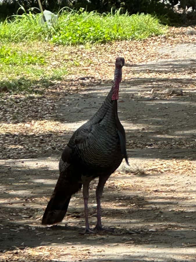 Kissimmee: Self-Guided Lakefront Tour on All Electric Bike - What you’ll see on the ride: birds, turtles, and the alligator factor