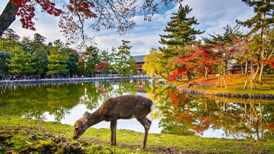 Kyoto/Osaka: Nara Customizable Self-Guided Tour with Driver - Key points worth knowing