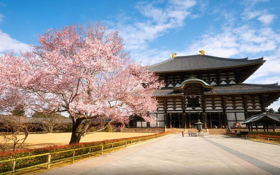 Kyoto/Osaka: Nara Customizable Self-Guided Tour with Driver - Custom itinerary power: how you should build your Nara day
