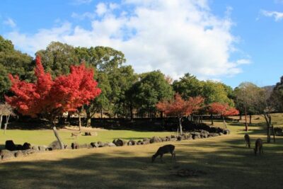 Kyoto/Osaka: Nara Customizable Self-Guided Tour with Driver - The logistics that keep your day from turning into a puzzle