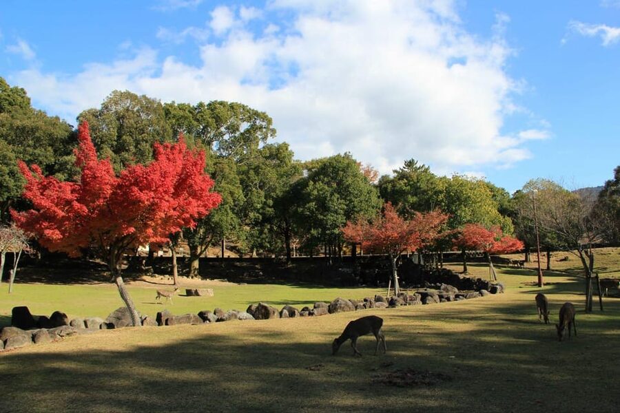 Kyoto/Osaka: Nara Customizable Self-Guided Tour with Driver - The logistics that keep your day from turning into a puzzle