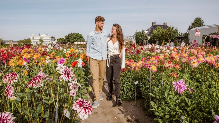 Lisse: Drive-it-Yourself Summer Flower GPS Audio Tour - How the GPS audio tour works (and why it saves your time)