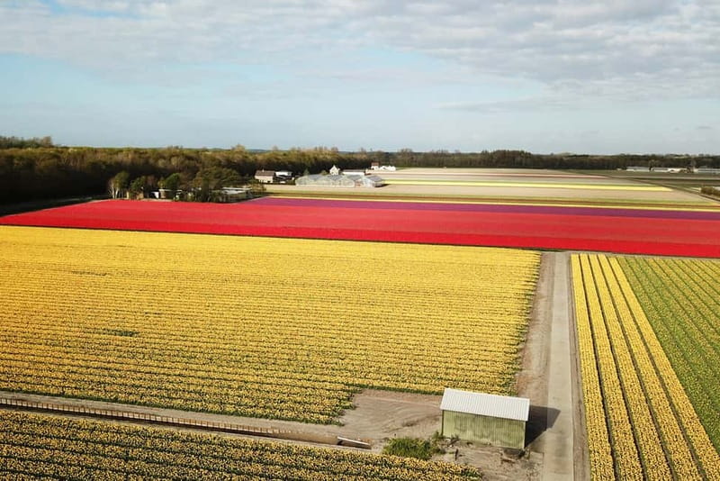 Lisse: Self-Guided Tulip Fields GPS Audio Tour - Your 20 km GPS route near Keukenhof: how to get the best tulip photos