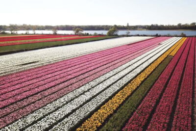 Lisse: Self-Guided Tulip Fields GPS Audio Tour - The 20-kilometer route: country roads, roadside parking, and a bulb nursery