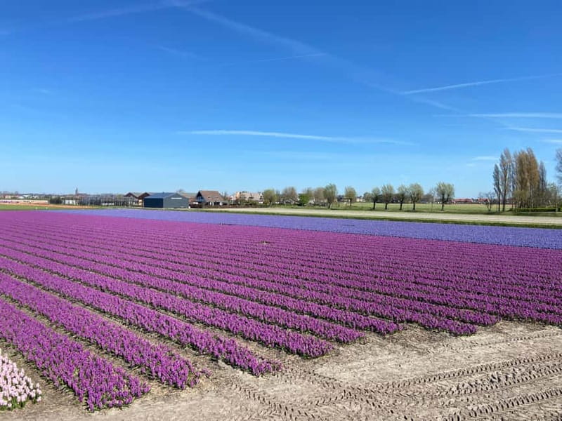Lisse: Self-Guided Tulip Fields GPS Audio Tour - Best timing for tulips: plan for peak color, accept the bloom risk