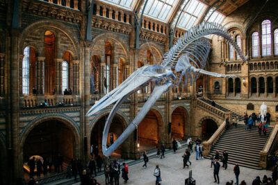 London: Natural History Museum Express Guided Tour & Audio Guide - The Audio Guide Setup: QR Code, Headphones, and Language Options
