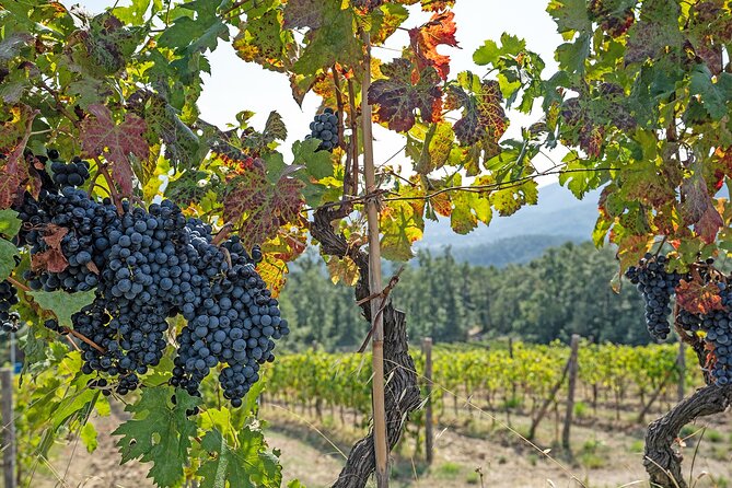 Lucca: self-guided bike tour + picnic in the vineyards - The vineyard picnic: snacks, wine, and wine-making talk