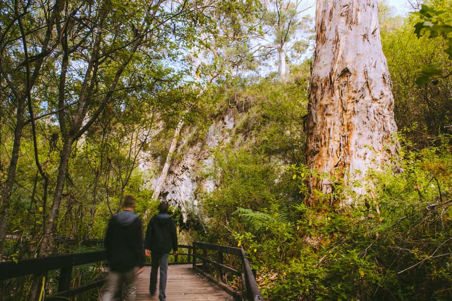 Margaret River: Self-Guided Audio Tour of Mammoth Cave - Who this Mammoth Cave audio tour is best for