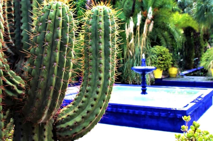Marrakech: Majorelle Garden with a Digital Audio Guide App - Key reasons to go
