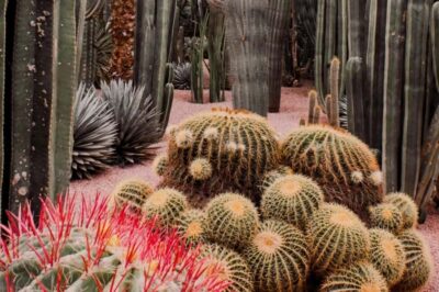 Marrakech: Majorelle Garden with a Digital Audio Guide App - Cobalt blue buildings and the story you’ll actually understand