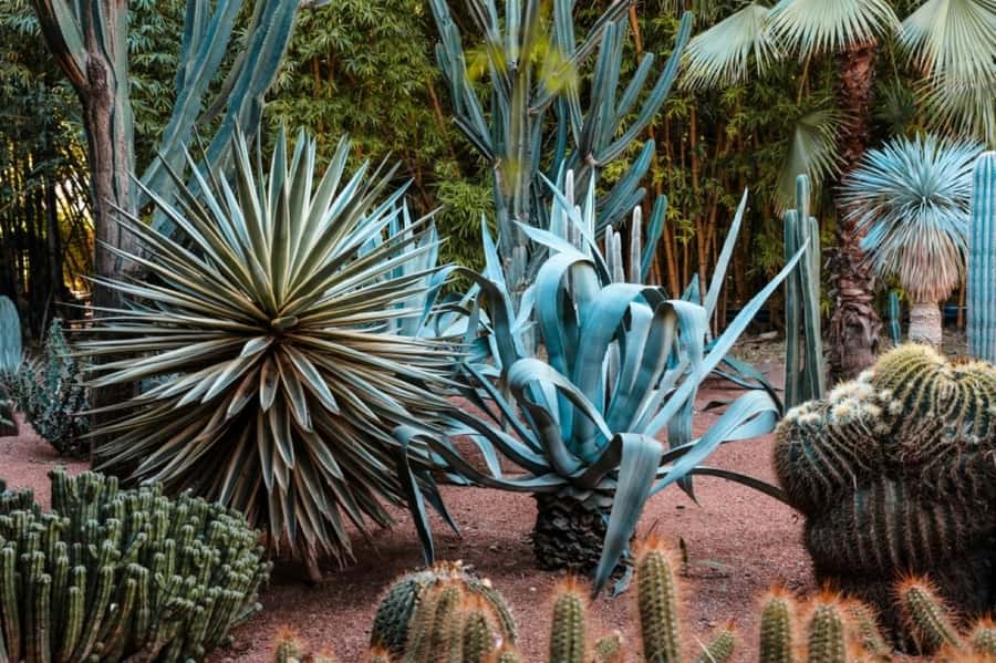 Marrakech: Majorelle Garden with a Digital Audio Guide App - Moving through the garden: paths, photography rules, and plant care