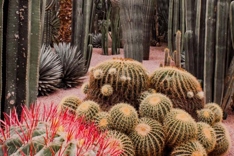 Marrakech: Majorelle Garden with a Digital Audio Guide App - Cobalt blue buildings and the story you’ll actually understand