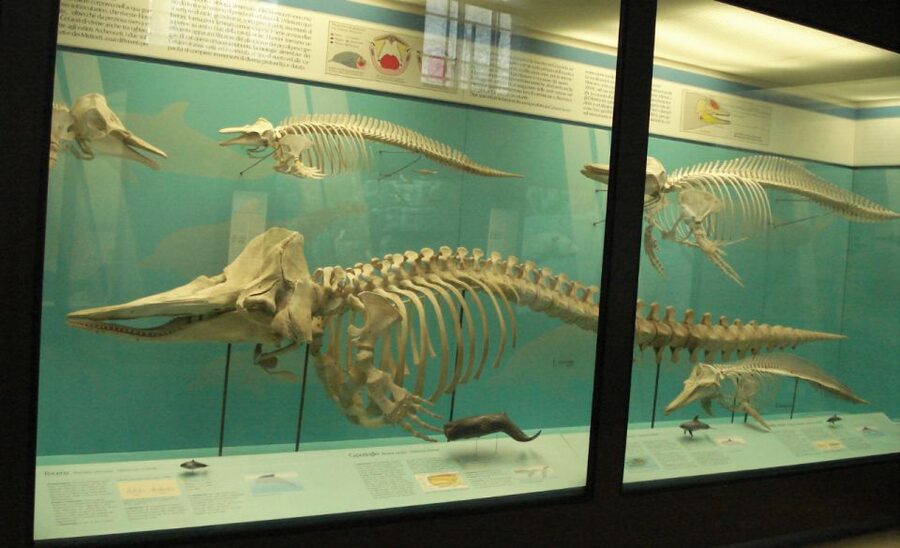 Milan: Natural History Museum Entry Ticket & Audio Guide - A beautiful museum setting in Indro Montanelli Gardens