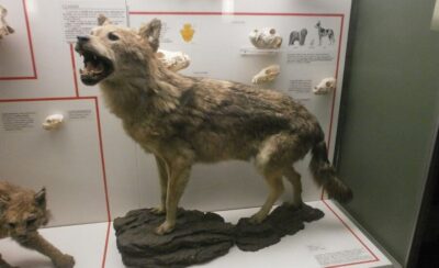Milan: Natural History Museum Entry Ticket & Audio Guide - Entry tickets without the usual hassle