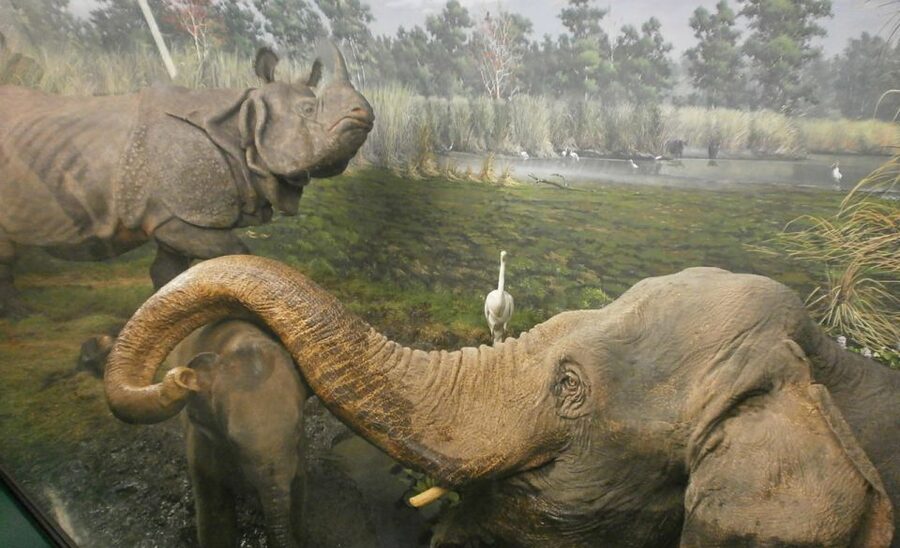 Milan: Natural History Museum Entry Ticket & Audio Guide - What you’ll do inside the museum (a smart 2-hour rhythm)