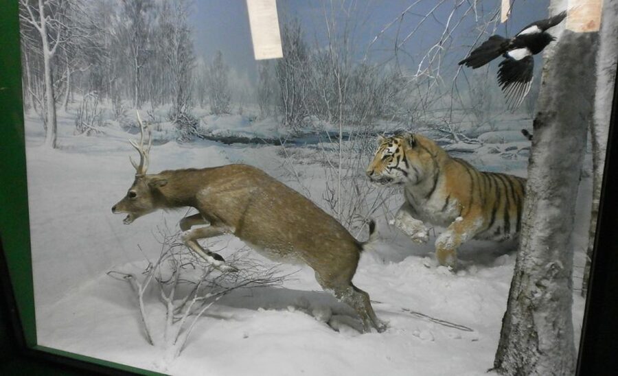 Milan: Natural History Museum Entry Ticket & Audio Guide - Should you book the Milan Natural History Museum audio ticket?