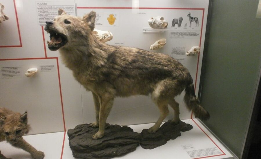 Milan: Natural History Museum Entry Ticket & Audio Guide - Entry tickets without the usual hassle