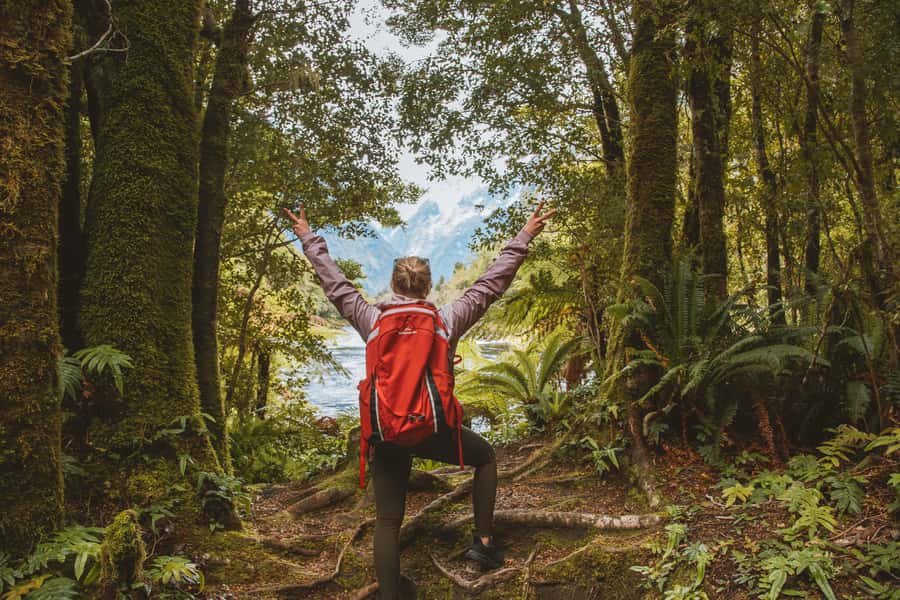 Milford Sound: Self-Guided Milford Track Day Walk - What you’ll notice in the beech and rimu forest